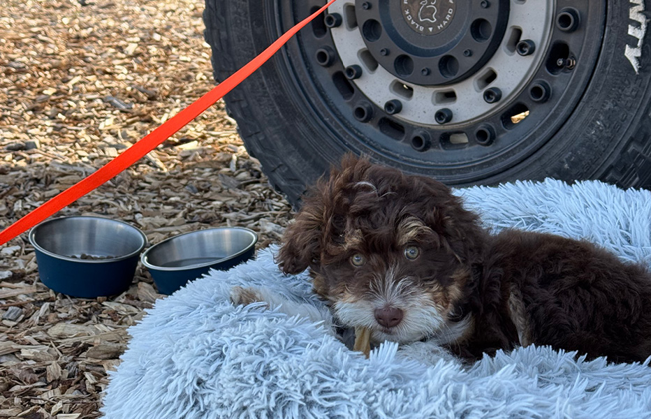 Fiat Ducato – Camper Hund Fiat Ducato - Camper Hund